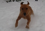 Indi, age 8 months, first winter