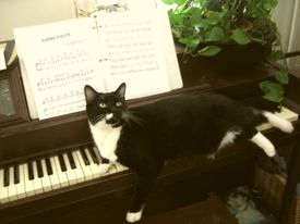 Vinny the Mafia Cat