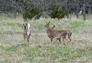 White Tailed Deer