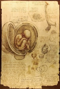 Da Vinci Study of an Embryo