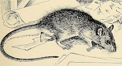 Rat