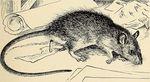 Rat