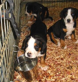 puppies