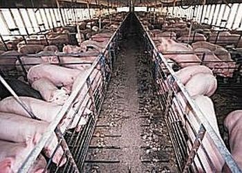 Hogs in Confinement