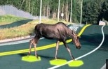 Solar Freakin' Roadways