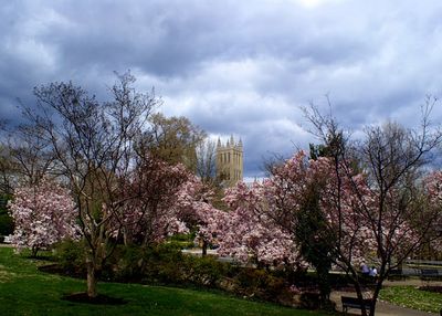 Kingdom of Blossoms