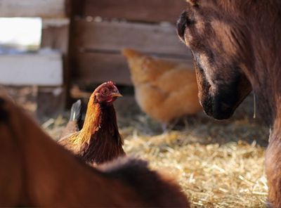 Chicken and Goat