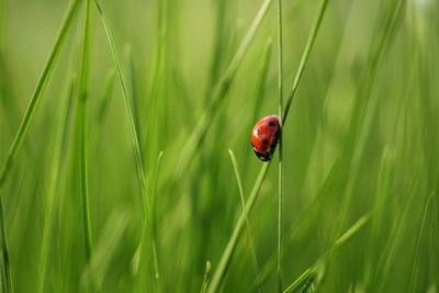 Lady Bug 