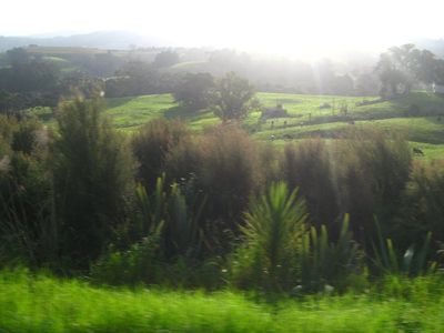 Green Pastures