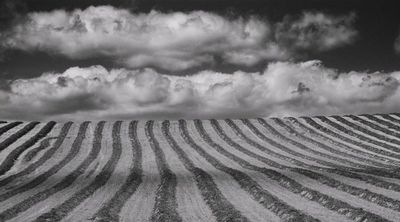 Shenandoah Hayfield