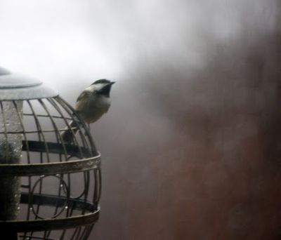 Chicadee Dreaming of Spring