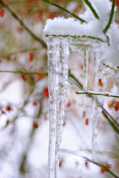 icicles
