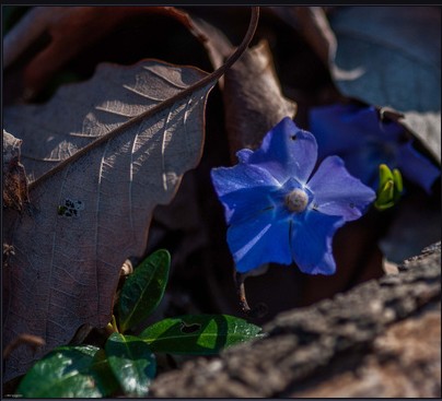 single blue blossom