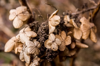 Bishop's Garden Flowers