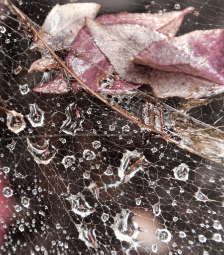 Fairy's Gown? by Maureen Spagnolo