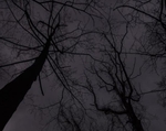 Winter's Howl