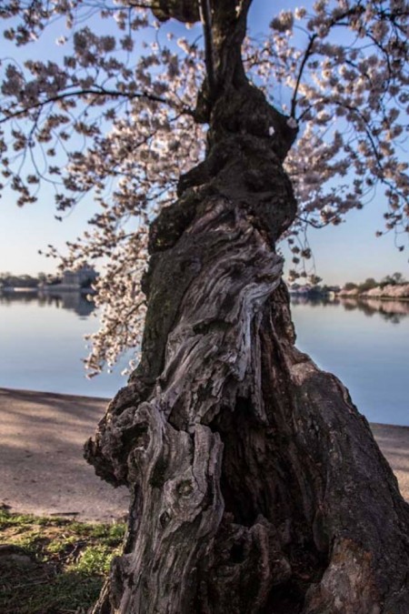 Cherry Tree Over Water