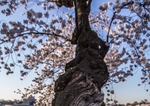 Cherry Tree Over Water
