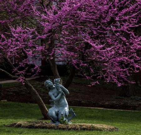Mermaid and Red Bud Tree