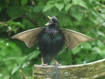Kat's Starling