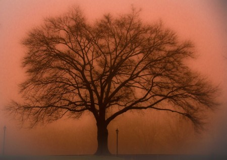 Sidwell Friends Tree in Rose Light 