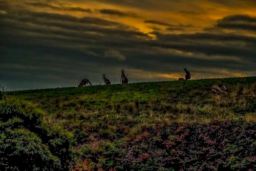 Kangaroos in Victoria Twilight 