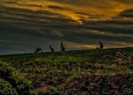 Kangaroos in Victoria Twilight