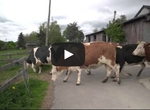 Happy Cows
